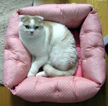 「猫だらけ」