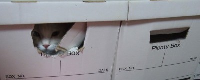 「猫だらけ」