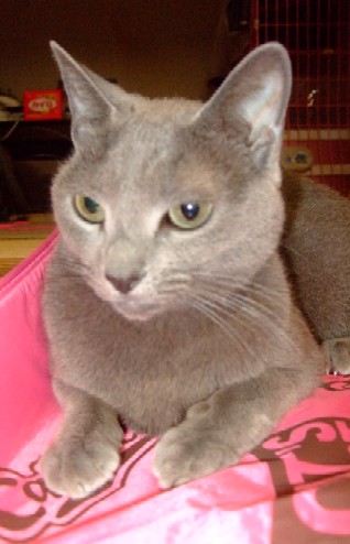2007_1113猫写真0042