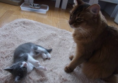 「猫だらけ」