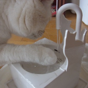 「猫だらけ」