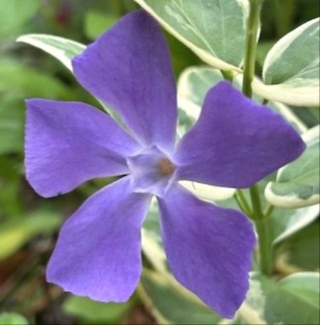 thumbnail_IMG_1232 (1)