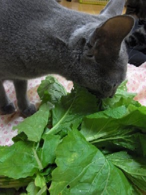「猫だらけ」