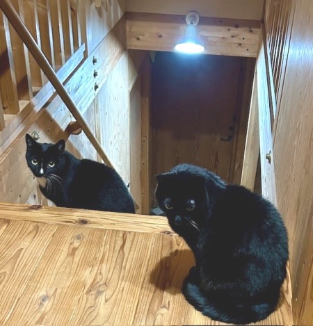 6bcd473a-2a16-45d5-8fe0-41d33d4035c9