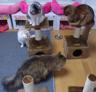 「猫だらけ」