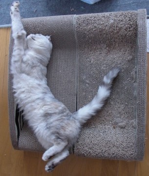 「猫だらけ」