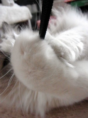 「猫だらけ」