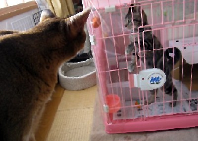 「猫だらけ」