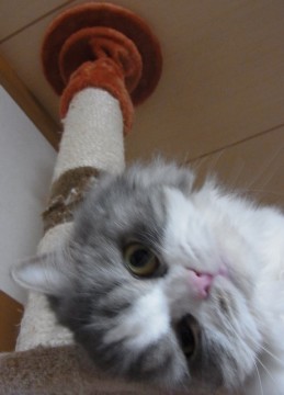 「猫だらけ」