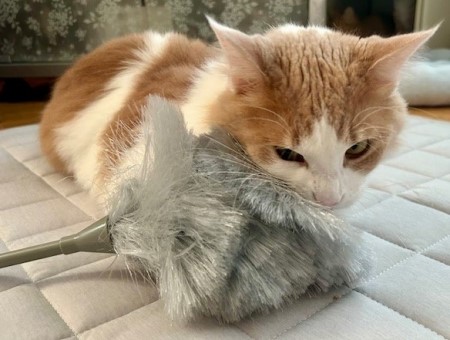 thumbnail_IMG_9771 (1)