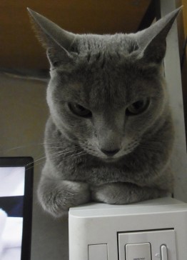 「猫だらけ」