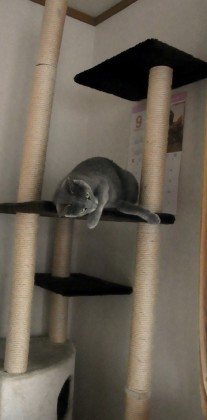 「猫だらけ」