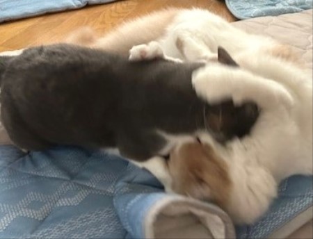 thumbnail_IMG_4252 (2)