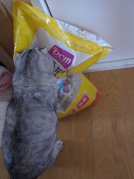 「猫だらけ」