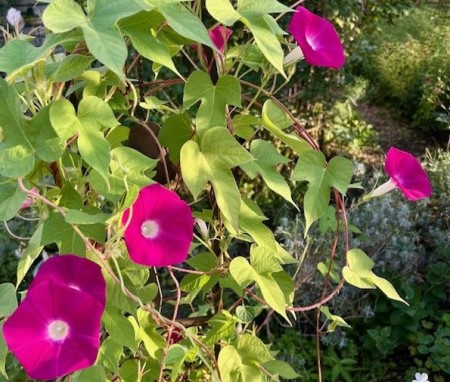 thumbnail_IMG_1873 (1)