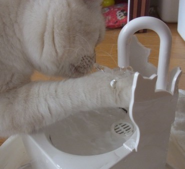 「猫だらけ」
