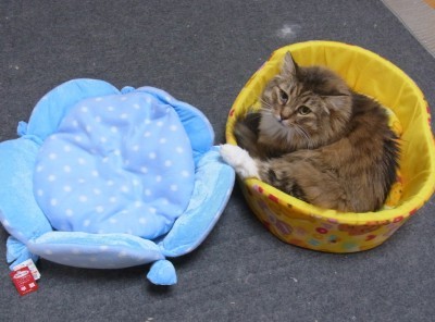 「猫だらけ」