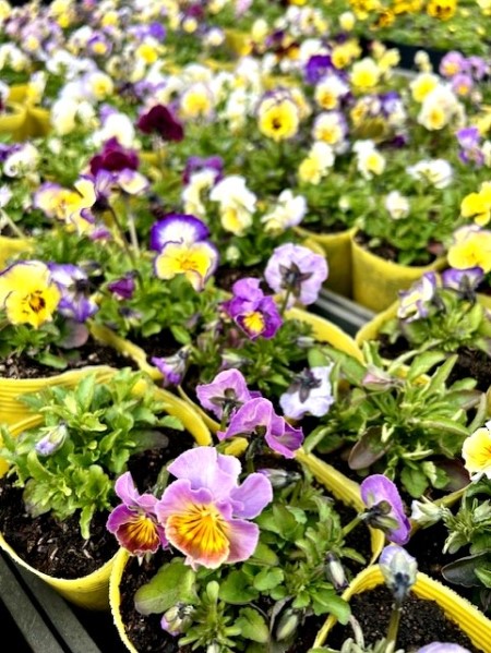 thumbnail_IMG_4179
