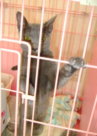 2007_10040001