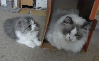 「猫だらけ」