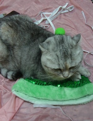 「猫だらけ」