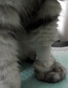 「猫だらけ」