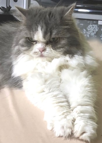 IMG_85432