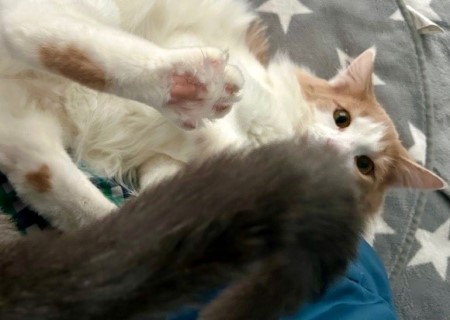 thumbnail_IMG_4313 (1)