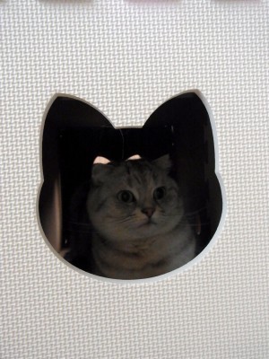 「猫だらけ」