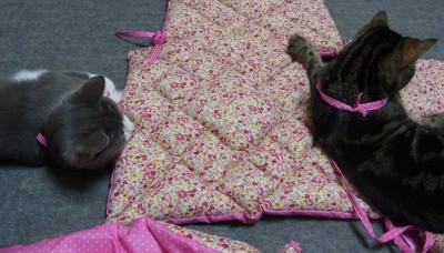 「猫だらけ」