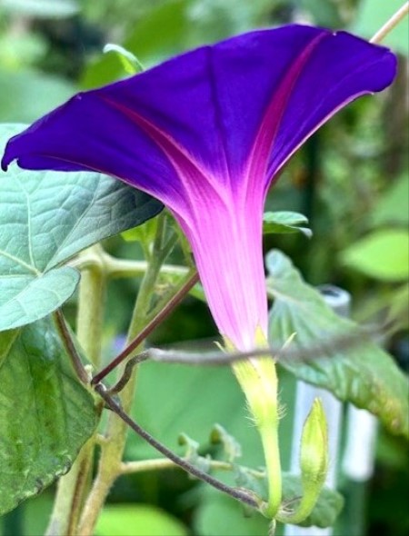 thumbnail_IMG_0642 (1)