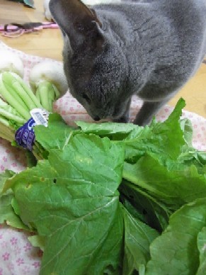 「猫だらけ」