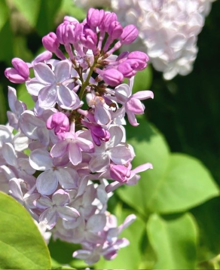 thumbnail_IMG_6804 (1)