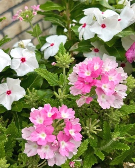 thumbnail_IMG_0839 (2)