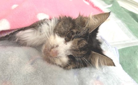 thumbnail_IMG_1349 (1)