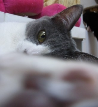 「猫だらけ」