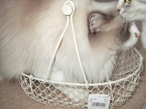 2007_0412猫写真0028