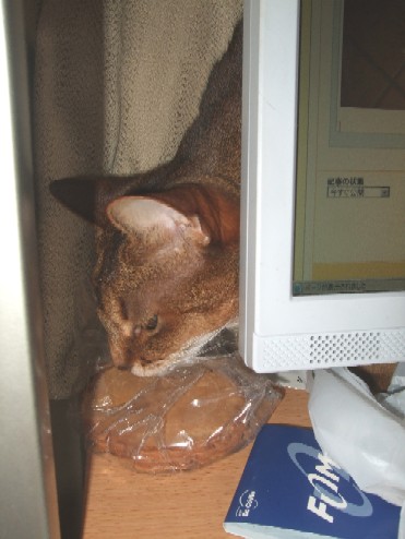 2008_0521猫写真0023