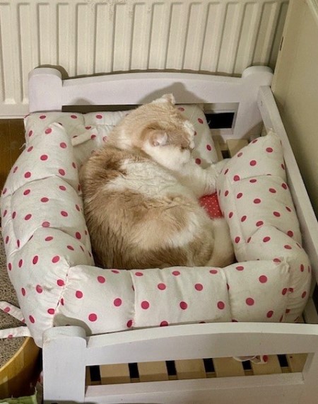 thumbnail_IMG_2714 (1)