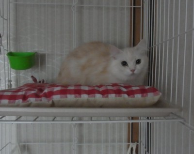 「猫だらけ」