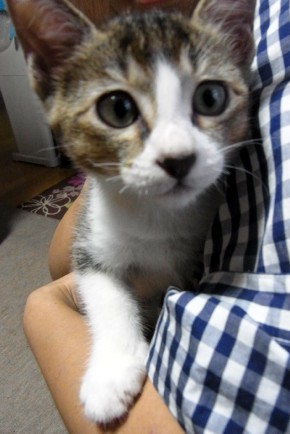 「猫だらけ」