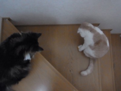 「猫だらけ」