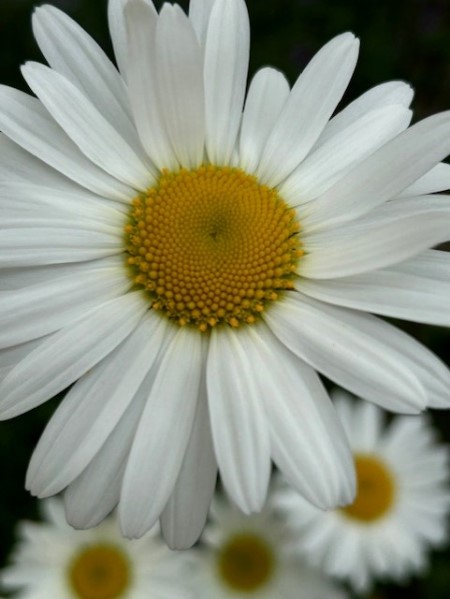 thumbnail_IMG_1361 (1)