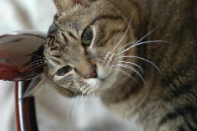 「猫だらけ」