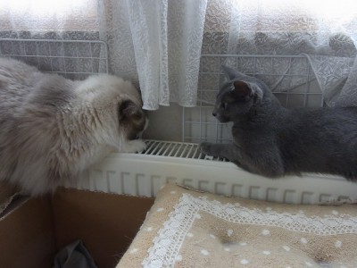 「猫だらけ」
