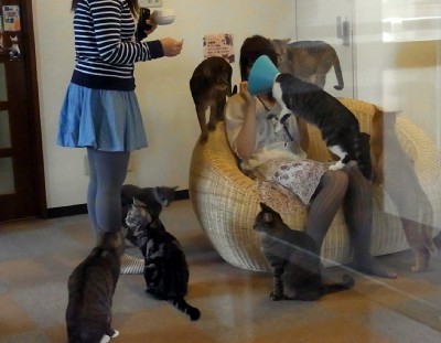 「猫だらけ」