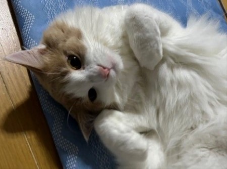 thumbnail_IMG_3696 (1)