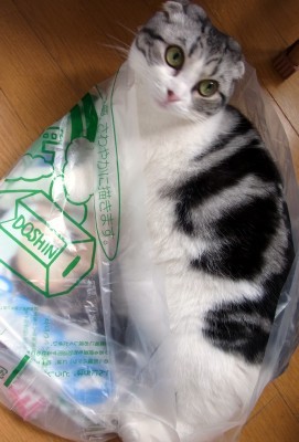 「猫だらけ」