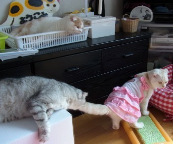「猫だらけ」