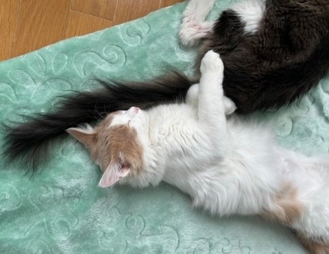 thumbnail_IMG_5303 (1)